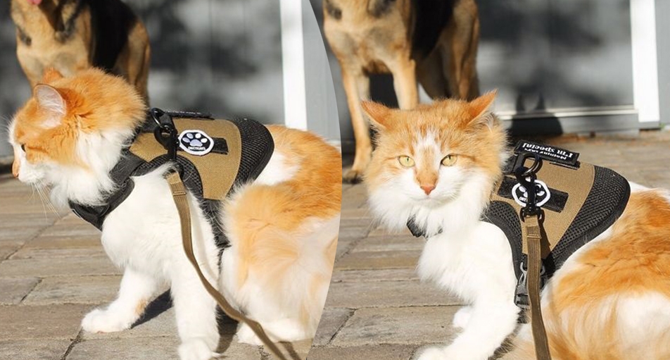 5 Reasons To Get a Cat Tactical Vest For Your Feline Friend