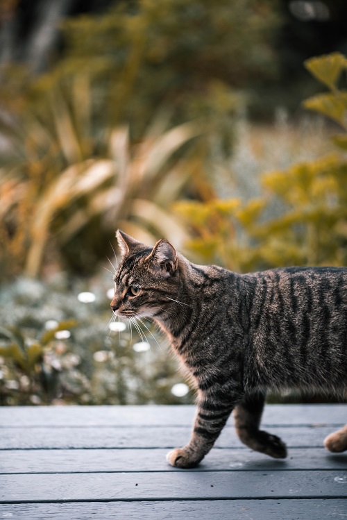 Why Cat Caves Need Soundproofing